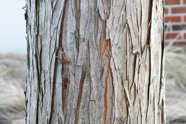 Metasequoia glyptostroboides ′Sheridan Spire′ - Bark