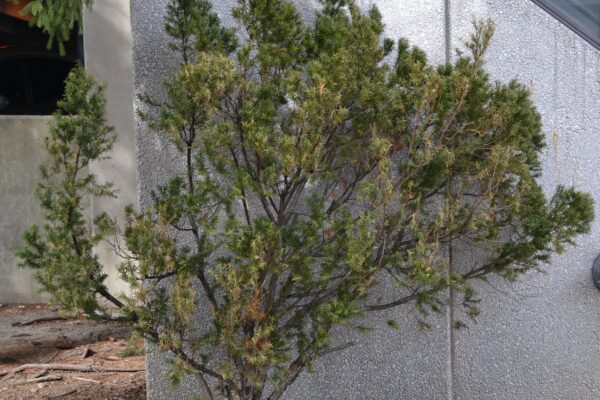 Taxus cuspidata - Habit