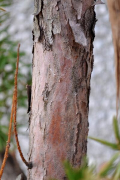 Taxus cuspidata - Bark