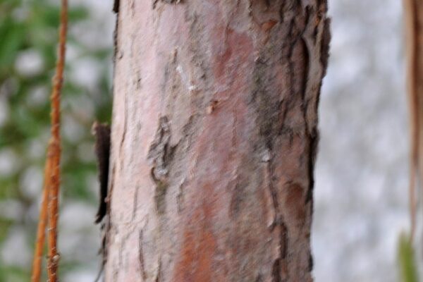 Taxus cuspidata - Bark