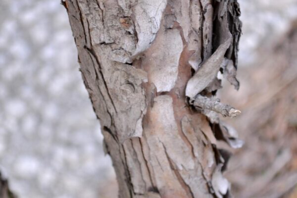 Taxus cuspidata - Bark