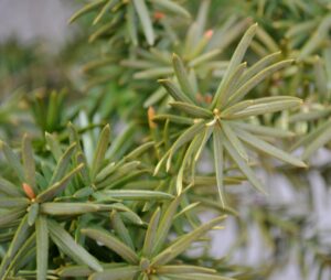 Taxus cuspidata - Foliage