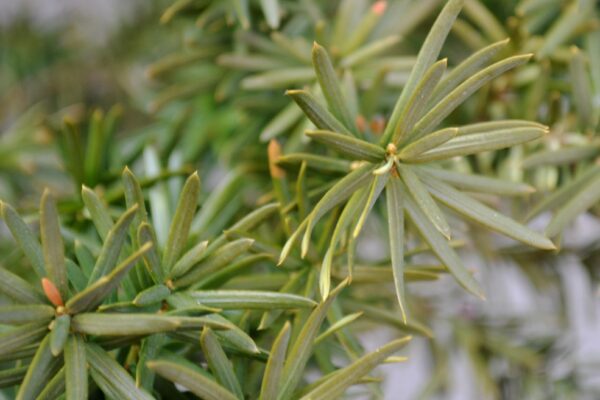 Taxus cuspidata - Foliage