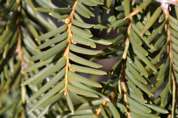 Taxus cuspidata ′Capitata′ - Foliage