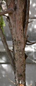 Taxus cuspidata ′Capitata′ - Bark