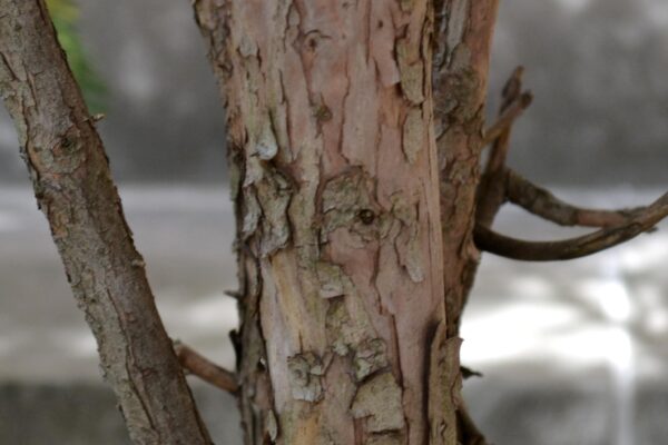 Taxus cuspidata ′Capitata′ - Bark