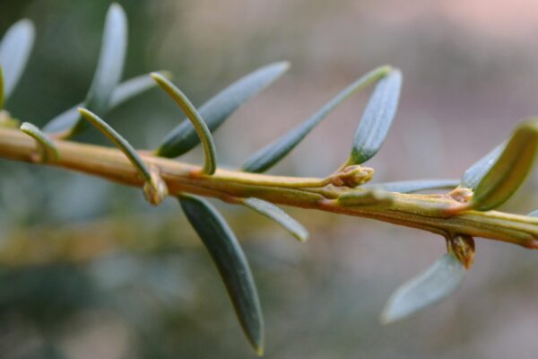 Taxus baccata ′Fastigiata′ - Buds