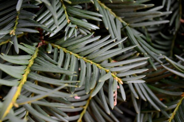 Taxus baccata ′Fastigiata′ - Foliage