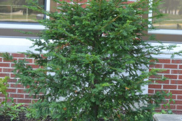 Taxus baccata ′Fastigiata′ - Summer Habit