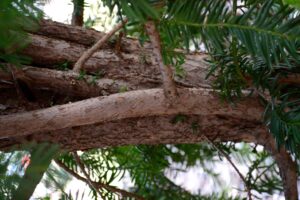 Taxus baccata ′Fastigiata′ - Bark