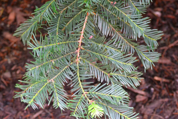 Taxus × media - Foliage