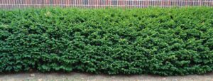 Taxus × media - Shrub