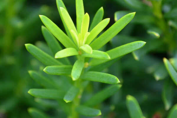 Taxus × media - Foliage