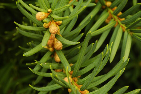 Taxus × media - Buds and Foliage