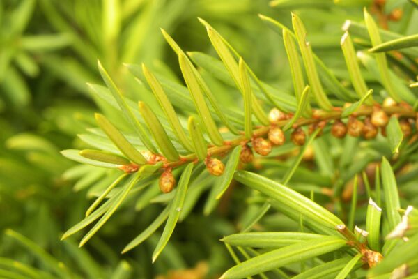 Taxus × media - Buds and Foliage