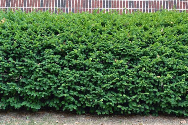 Taxus × media - Shrub