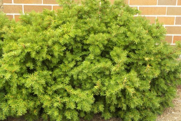 Taxus × media - Winter Habit
