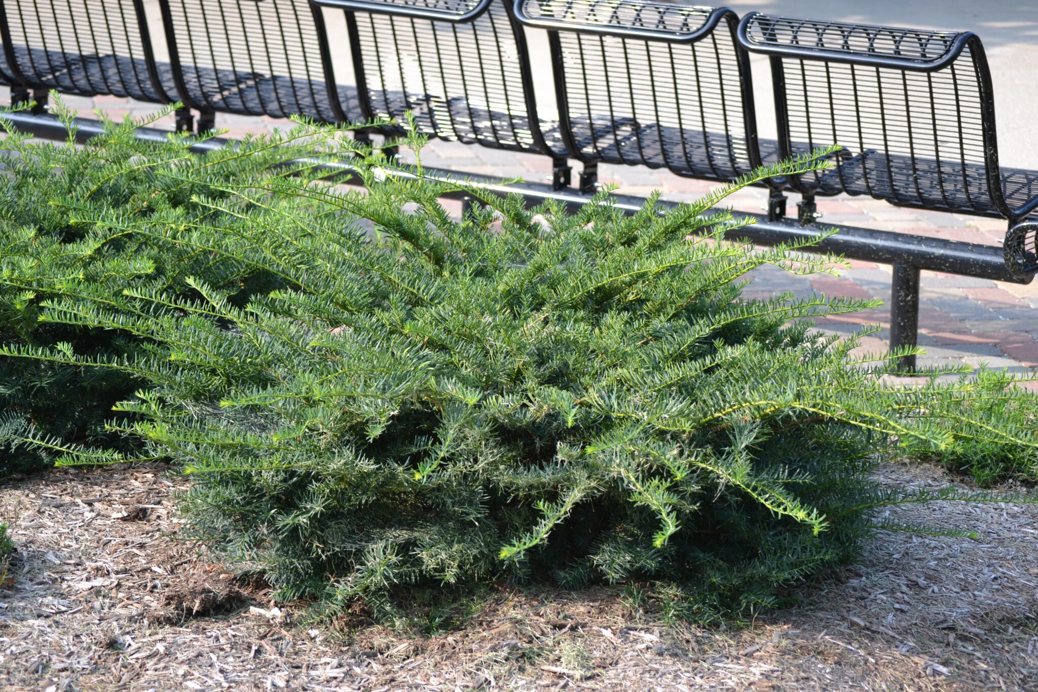 Taxus  media 'Chadwickii'  Purdue Arboretum Explorer