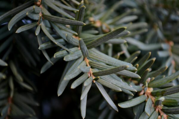 Taxus × media ′Densiformis′ - Foliage