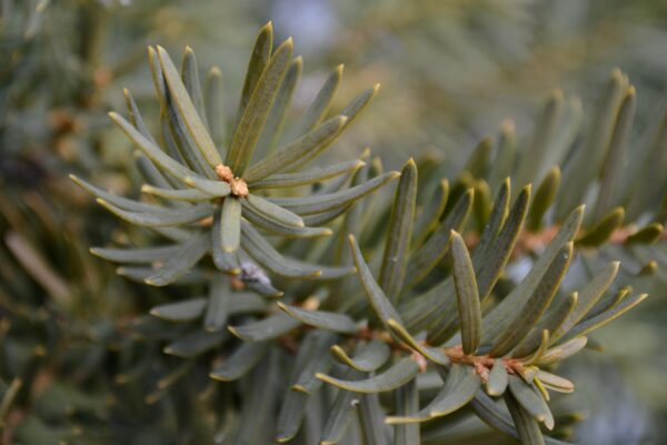 Taxus × media ′Densiformis′ - Foliage and Buds