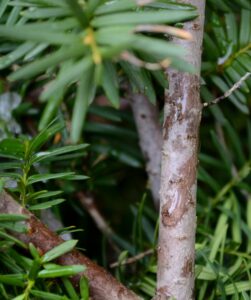 Taxus × media ′Densiformis′ - Stem