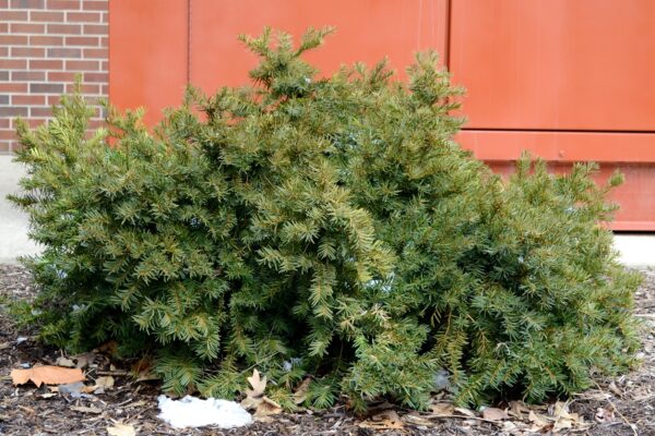 Taxus × media ′Densiformis′ - Habit