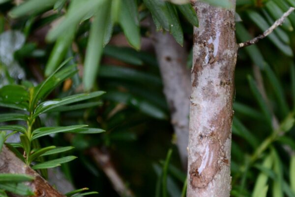 Taxus × media ′Densiformis′ - Stem