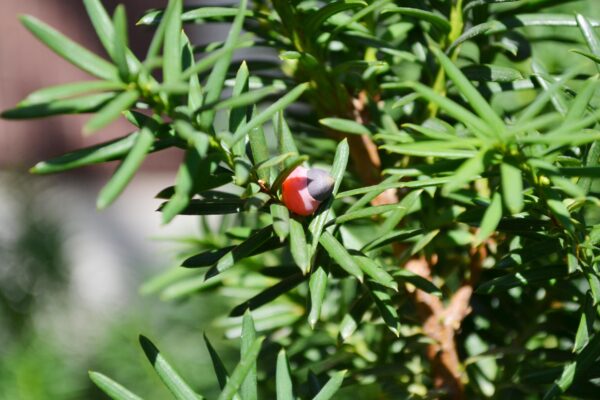 Taxus × media ′Hicksii′ - Foliage and Fruit