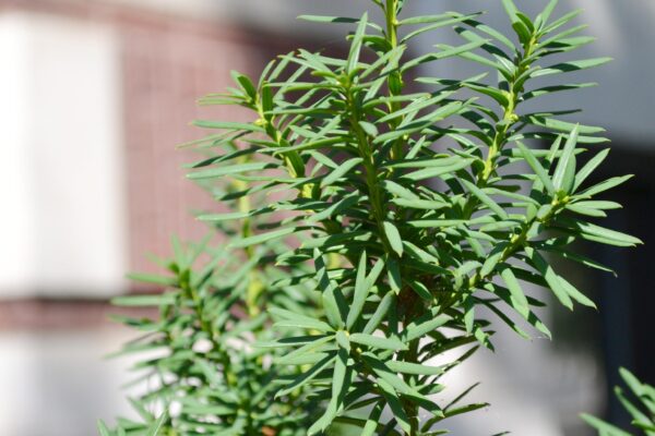 Taxus × media ′Hicksii′ - Foliage