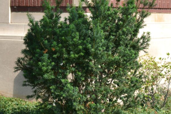 Taxus × media ′Hicksii′ - Summer Habit