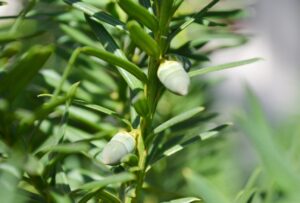 Taxus × media ′Hicksii′ - Immature Fruit