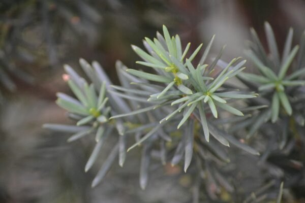 Taxus × media ′Hicksii′ - Foliage