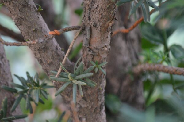 Taxus × media ′Hicksii′ - Bark