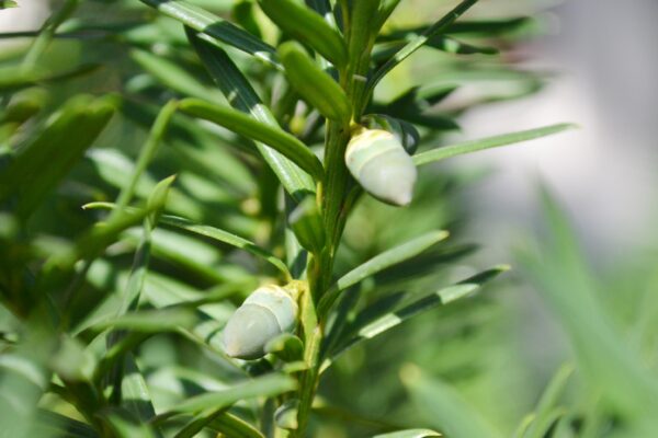 Taxus × media ′Hicksii′ - Immature Fruit