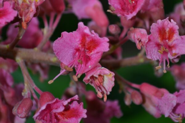 Aesculus × carnea - Flowers