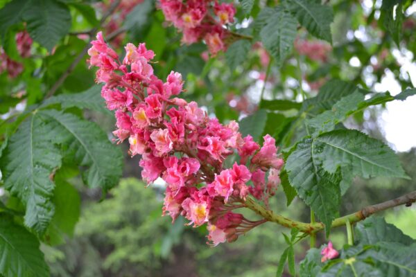 Aesculus × carnea - Flower Panicle