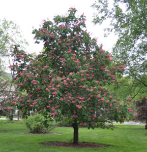 Aesculus × carnea - Flowering Tree