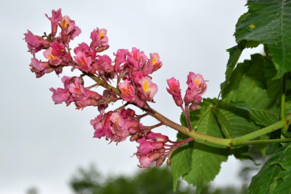 Aesculus × carnea - Flower Panicle