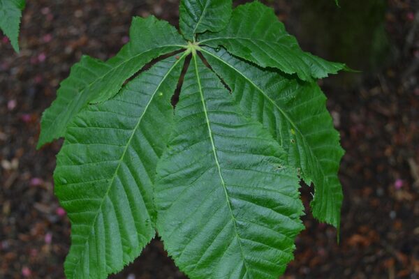 Aesculus × carnea - Leaf