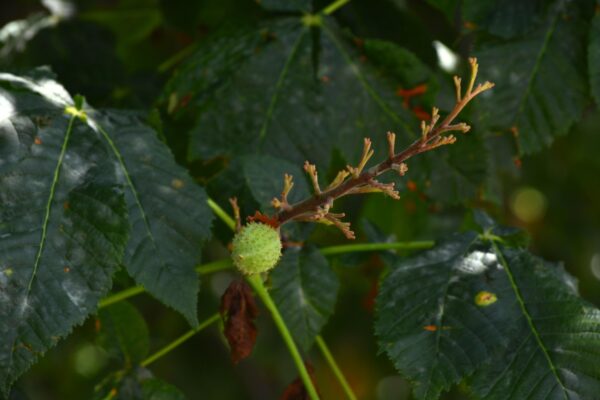 Aesculus × carnea - Unripe Fruit