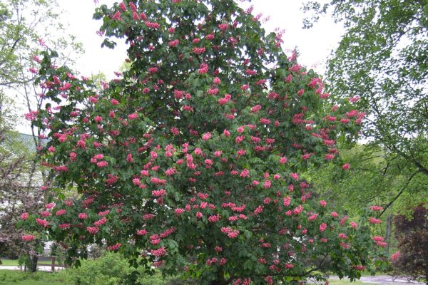 Aesculus × carnea - Flowering Tree