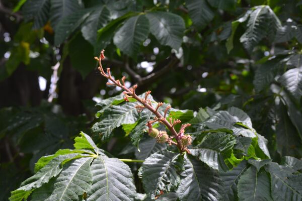 Aesculus × carnea - Unripe Fruit