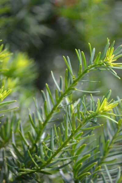 Taxus × media ′Runyan′ - Foliage