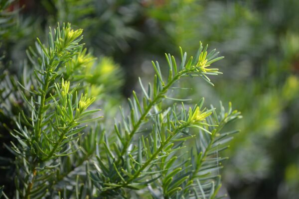 Taxus × media ′Runyan′ - Foliage