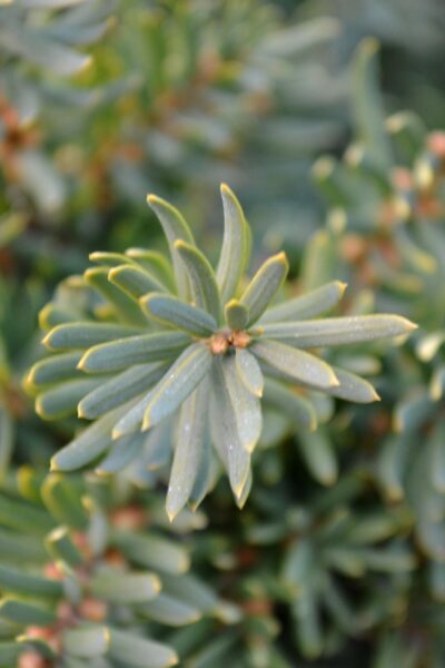 Taxus × media ′Sebian′ - Foliage and Buds