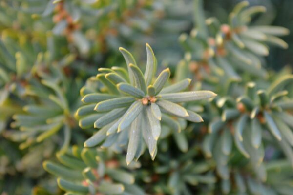 Taxus × media ′Sebian′ - Foliage and Buds