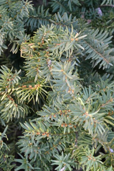 Taxus × media ′Sebian′ - Foliage