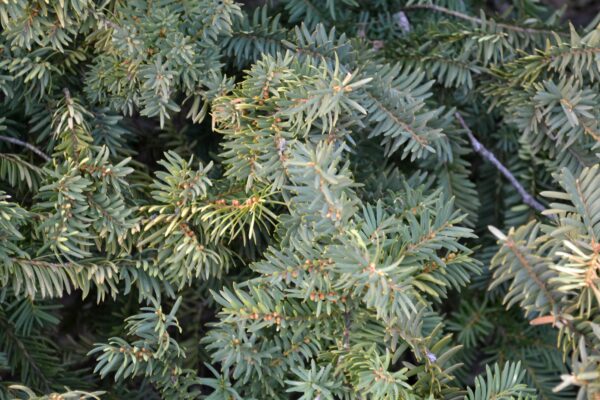 Taxus × media ′Sebian′ - Foliage