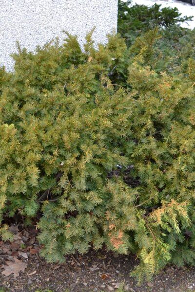 Taxus × media ′Sebian′ - Habit