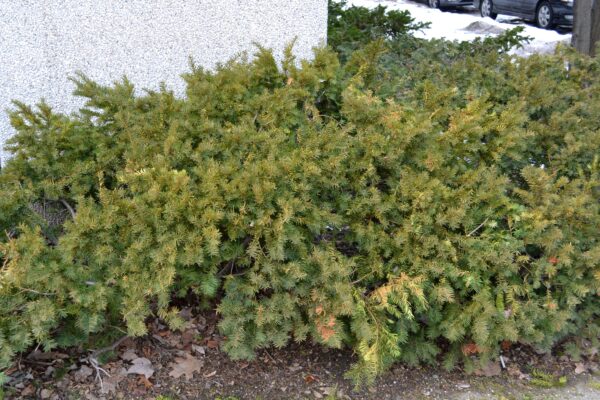 Taxus × media ′Sebian′ - Habit
